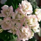 10 PCS Geranium Light Purple White Light Green Big Blooms Perennial Flowers Seeds 10 PCS Geranium Light Purple White Light Green Big Blooms Perennial Flowers Seeds