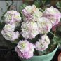 10 PCS Geranium Light Purple White Light Green Big Blooms Perennial Flowers Seeds