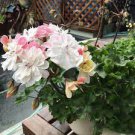 10 PCS Geranium Pink White Double Petals Perennial Flower Seeds 10 PCS Geranium Pink White Double Petals Perennial Flower Seeds