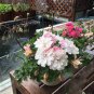 10 PCS Geranium Pink White Double Petals Perennial Flower Seeds