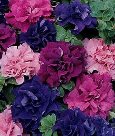 50 PCS Imported Double Corrugated Mixed Purple Petunia Seeds