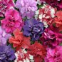 50 PCS Imported Double Corrugated Mixed Purple Petunia Seeds
