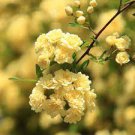 50 PCS Heirloom 'Lady Banks' Yellow Climbing Rose Flower Seeds