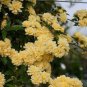 50 PCS Heirloom 'Lady Banks' Yellow Climbing Rose Flower Seeds