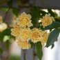 50 PCS Heirloom 'Lady Banks' Yellow Climbing Rose Flower Seeds
