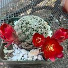 1 PCS Lobivia Tiegeliana Cactus Seeds