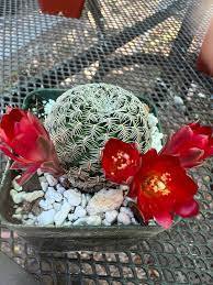 1 PCS Lobivia Tiegeliana Cactus Seeds