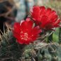 1 PCS Lobivia Tiegeliana Cactus Seeds