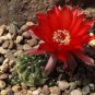 1 PCS Lobivia Tiegeliana Cactus Seeds