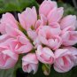 10 PCS Geranium Light Peach Pink Ball Flower Seeds