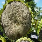 15 PCS Mongolian Giant Sunflower Seeds