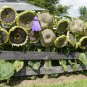 15 PCS Mongolian Giant Sunflower Seeds