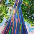 50 PCS Hawaii Rainbow Eucalyptus Tree Seeds 50 PCS Hawaii Rainbow Eucalyptus Tree Seeds