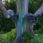 50 PCS Hawaii Rainbow Eucalyptus Tree Seeds