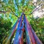 50 PCS Hawaii Rainbow Eucalyptus Tree Seeds