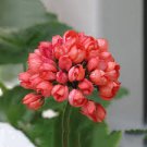 10 PCS Geranium 'Rose Red Rosebud' Hybrid Seeds 10 PCS Geranium 'Rose Red Rosebud' Hybrid Seeds
