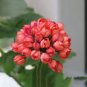 10 PCS Geranium 'Rose Red Rosebud' Hybrid Seeds