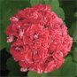 10 PCS Geranium 'Rose Red Rosebud' Hybrid Seeds