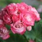 10 PCS Geranium 'Rose Red Rosebud' Hybrid Seeds