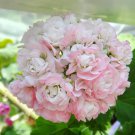 10 PCS Geranium Apple Blossom Light Pink Flower Seeds 10 PCS Geranium Apple Blossom Light Pink Flower Seeds
