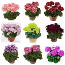 10 PCS Geranium Mixed 9 Types of Bonsai Seeds 10 PCS Geranium Mixed 9 Types of Bonsai Seeds