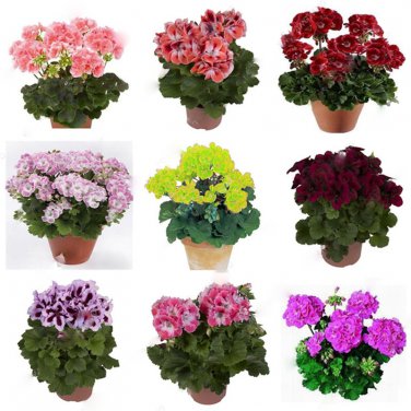 10 PCS Geranium Mixed 9 Types of Bonsai Seeds