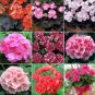 10 PCS Geranium Mixed 9 Types of Bonsai Seeds