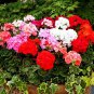 10 PCS Geranium Mixed 9 Types of Bonsai Seeds