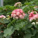 10 PCS Geranium Appleblossom Rosebud Zonal Seeds