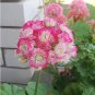 10 PCS Geranium Appleblossom Rosebud Zonal Seeds