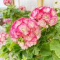 10 PCS Geranium Appleblossom Rosebud Zonal Seeds