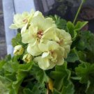 10 PCS Geranium 'Custard Cream' Yellow Flower Seeds 10 PCS Geranium 'Custard Cream' Yellow Flower Seeds