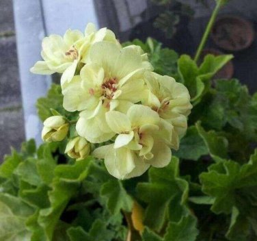 10 PCS Geranium 'Custard Cream' Yellow Flower Seeds