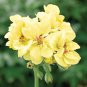 10 PCS Geranium 'Custard Cream' Yellow Flower Seeds