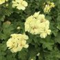 10 PCS Geranium 'Custard Cream' Yellow Flower Seeds