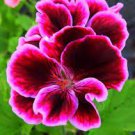 10 PCS Geranium Mixed 4 Types Rare Seeds