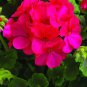 10 PCS Geranium Mixed 4 Types Rare Seeds