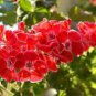 10 PCS Geranium Mixed 4 Types Rare Seeds
