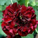 10 PCS Geranium Black Rose Pelargonium Seeds
