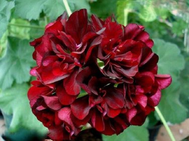10 PCS Geranium Black Rose Pelargonium Seeds
