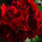 10 PCS Geranium Black Rose Pelargonium Seeds