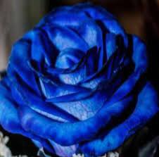 50 PCS Rare Heirloom 3-Flower Blue Damask Rose Bush Flower Seeds