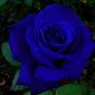 50 PCS Rare Heirloom 3-Flower Blue Damask Rose Bush Flower Seeds