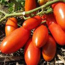 20 PCS Red Banana Tomato Seeds Heirloom Tomato Vegetables