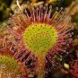 100 PCS Insect-catching Plant Enchantress Carnivorous Bonsai Seeds