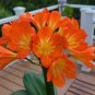 100 Pcs Morning Glory Flower Bonsai, Mini Seed Flower