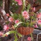 100 pcs Climbing Plant Echinopsis Tubiflora Flowering Cactus Bonsai Plant Seeds