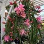 100 pcs Climbing Plant Echinopsis Tubiflora Flowering Cactus Bonsai Plant Seeds