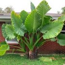 12 PCS Heirloom Alocasia Macrorrhiza Green Giant Taro Indoor Plant Seeds 12 PCS Heirloom Alocasia Macrorrhiza Green Giant Taro Indoor Plant Seeds