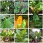 12 PCS Heirloom Alocasia Macrorrhiza Green Giant Taro Indoor Plant Seeds